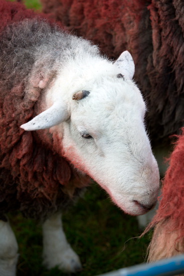 Helvellyn Valley Lake district Sheep