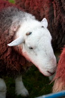 Herdwick Sheep Sketch, Herdwick Sheep Oil Painting, Steel Fell, Mixed-Media Herdy Art, Cliburn, Robinson, High Seat, Herdwick Sheep Oil Pastels, Tebay, Herdy Wall Art, Herdwick Drawings, Gowbarrow Fell, Herdwick Sheep Oil Painting, Base Brown, Hutton Roof, Brough, Dovenby, High Stile, Lakeland Herdy Artworks, Lakeland Sheep, Brigflatts, Souther Fell, Great Ormside, Herdwick Sheep Acrylic Paintings, Blencathra, Herdwick Sheep Prints, Herdwick Sheep Art Studio,  Lake District, Cumbria.