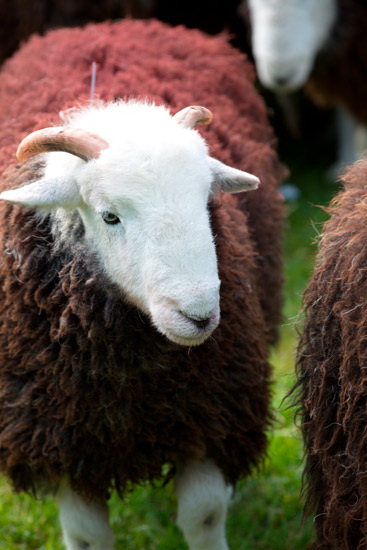 Satterthwaite Field Lake district Sheep