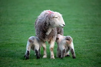 Little Mell Fell, Herdwick Sheep Oil Painting, Storth, Herdwick Wall Art, Hallin Fell, Eskdale Green, Gavel Fell, Hartsop, Herdy Wall Art, Herdwick, Herdy Sketches, Banks, Rosthwaite (Keswick), Bleaberry Fell, Lindal in Furness, Black Fell, Workington, Angletarn Pikes, Sandside, Herdies, Herdy Art, Helm Crag, Ousby, Binsey, Lakeland Sheep, Wiggonby, Bowscale Fell,  Lake District, Cumbria.