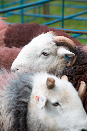 Selside Pike Herdwick Sheep