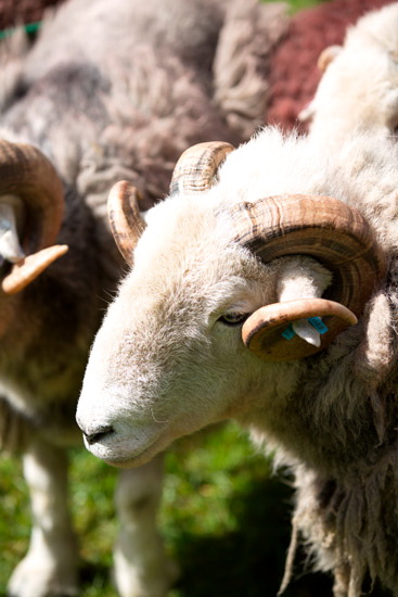 Cold Pike Valley Herdwick Sheep