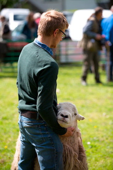 Crosthwaite Herdwick - Lakeland Photos - Art Prints Crosthwaite Herdwick