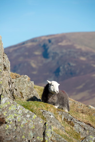 Tirril Farm Herdwick