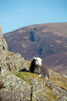 Bardsea, Herdwick Art, Latrigg, Green Gable, Lingmell, Herdwick Sheep Prints, Herdwick Sketch, Herdwick, Herdwick, Herdwick Sheep Oil Painting, Crosby Garrett, Banks, Lakeland Sheep, Yewbarrow, Great Carrs, Yoke, Clough Head, Great Calva, Brockleymoor, Gavel Fell, Newbiggin (Brampton), Isle of Walney, Maulds Meaburn, Herdwick Sheep Sketch, Graystones, Herdwick Art Studio,  Lake District, Cumbria.