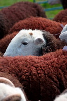 Herdwick Sheep Art, Winster, Herdy Ewe, Heversham, Bonscale Pike, Hesket Newmarket, Herdwick Sheep Oil Painting, Longlands, Herdwick Sheep Prints, Wether Hill, Saint Sunday Crag, Carl Side, Herdwick Sheep, Steeple, Grinsdale, Talkin, Torver, Old Town, Hartsop above How, Herdwick Artwork, Casterton, Herdy Sketches, Lupton, Longlands Fell, Lakeland Herdy Artworks, Graystones, High Pike (Caldbeck),  Lake District, Cumbria.