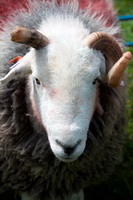 Herdwick Sheep Oil Painting, Natland, Herdwick Sheep, Windermere, Holmrook, Hilton, Herdy Sketches, Latrigg, Herdwick Sheep Art Studio, Dow Crag, Piel Island, Newlands (Keswick), Great Crag, Wandope, Hen Comb, Meal Fell, Herdy Sheep Artist, Herdwick, Hard Knott, Moresby, Isel, Herdwick Sheep Sketch, Base Brown, Temple Sowerby, Drybeck, Mardale Ill Bell, Herdies, Place Fell, Colthouse, Mixed-Media Herdy Art,  Lake District, Cumbria.