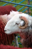 Herdy Sketch, Herdwick Sheep Oil Pastels, Ennerdale Bridge, Renwick, Herdwick Sheep Prints, Dodd, Harter Fell, Mardale, Herdwick Sheep Art, Herdwick Drawings, High Crag, Wetheral, Kidsty Pike, Latrigg, Westward, Ulpha, Ard Crags, Garsdale, Herdwick Sheep Sketch, Haycock, Herdy Sketches, Milburn, Whitfell, Barton, Base Brown, Herdy Art,  Lake District, Cumbria.