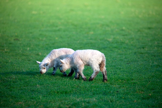 Raughton Head Valley Herdwick Sheep