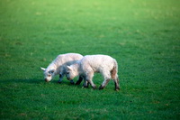 Middle Dodd, Grange Fell, Newton Arlosh, Great Broughton, Herdwick Art, Lowick, Aikton, White Side, Herdwick Sheep Acrylic Painting, Low Fell, Great Crosthwaite, Allithwaite, Helm Crag, Lorton (High and Low), Ill Bell, Harter Fell, Mardale, High Stile, Herdwick Sheep Art, Walton, Herdwick Artwork, Herdwick, Herdwick Sheep Sketch, Herdwick, Gilcrux, Herdwick Sketch, Cockermouth, Grisedale Pike, Seatoller,  Lake District, Cumbria.