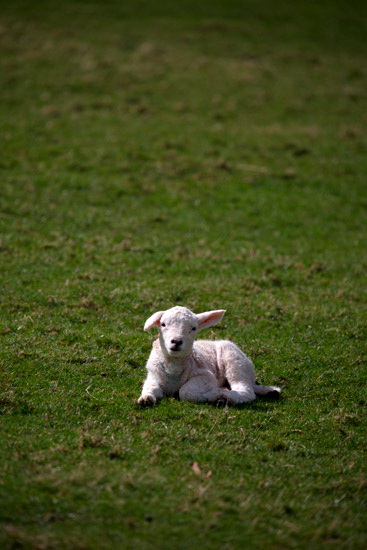 Burgh by Sands Field Herdwick Sheep