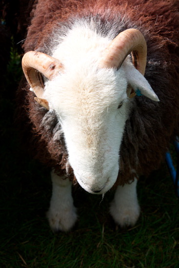Tirril Herdwick - Lakeland Photos - Art Prints Tirril Herdwick