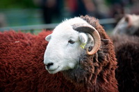 Ackenthwaite, High Bankhill, Herdwick Sheep Art, Welton, Hethersgill, Seatallan, Seathwaite Fell, Herdy Sketches, Herdwick Sheep Art Studio, Kentmere Pike, Kendal, Herdy Sketch, Temple Sowerby, Hart Crag, Herdwick Sheep, Stybarrow Dodd, Herdwick, Herdwick Wall Art, Stanah, Little Asby, Lakeland Herdy Artworks, Herdwick Sheep Acrylic Paintings, Blencow, Ullock Pike, Kentmere, Buck Pike, Herdy, Great Carrs, Middle Dodd, Seathwaite (Duddon Valley), Oxen Park,  Lake District, Cumbria.