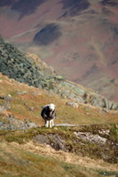 St. Bees, Grey Friar, Glassonby, Great Dodd, Herdwick, Herdy Ewe, Catstycam, Herdwick Artwork, Herdy Art, Rannerdale Knotts, Shap, Broughton, Great Musgrave, Herdwick Sheep Sketch, Herdwick Sheep Oil Painting, Helton, Herdies, Penrith, Wigton, Herdwick Sheep Art Studio, Hen Comb, Kirkland (Penrith), Skiddaw Little Man, Broom Fell, Seathwaite (Duddon Valley), Herdwick Sheep, Herdwick Sheep Oil Pastels, Grey Knotts, Dearham,  Lake District, Cumbria.