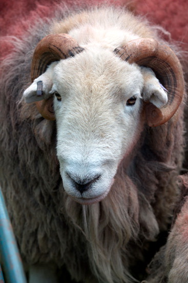 Ormathwaite Lakeland Sheep
