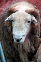 Torpenhow, Calf Crag, Herdwick Sheep Acrylic Paintings, Farlam, Lingmoor Fell, Castle Carrock, Herdies, Caldbeck, Sheffield Pike, Herdwick Artwork, Windermere, Grasmoor, Gilcrux, Herdwick Sheep Oil Painting, Herdy Art, St. Bees, Herdwick Sheep Oil Pastels, Herdy Sheep Artist, Middle Dodd, Herdy Sketches, Lakeland Sheep, Great Crag, Sebergham, Lanercost, Herdwick, Herdy Sketch, Herdwick Sheep Oil Painting, Dearham, Carrock Fell, Kirkbride,  Lake District, Cumbria.