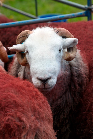 Gamblesby Herdwick