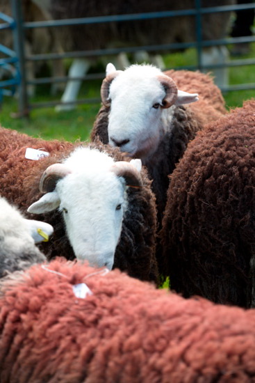 Low Hesket Farm Lake district Sheep