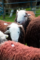 Ravenglass, Rampsgill Head, Newby Bridge, Dalton-in-Furness, Knott Rigg, Herdwick Sheep Art, Calf Crag, Beda Fell, Herdwick Sheep Sketch, Eskdale Green, Yewbarrow, Brigham, Oxen Park, Endmoor, Grange-Over-Sands, Herdwick Sheep Oil Painting, Herdwick Drawings, Herdy Sketches, Holker, Herdy Art, Herdies, Herdwick Sheep, Herdwick Sheep Art Studio, Ullock Pike, Heron Pike, Herdwick Sheep Oil Painting, Burton-in-Kendal,  Lake District, Cumbria.