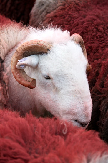 Bootle Field Lakeland Sheep