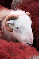 St. Bees, Dalton-in-Furness, Herdwick Wall Art, Herdwick Sheep Acrylic Paintings, Lakeland Herdy Artworks, Portinscale, Watch Hill, Herdwick Sheep Oil Painting, High Raise, Dent, Lakeland, Herdy Sketch, Haycock, Port Carlisle, Herdwick Sheep Oil Painting, Lakeland Sheep, Herdwick Sheep Art, Herdy Sheep Artist, Herdwick Sheep Prints, Shap, Hartley, Dale Head, Ravenglass, Lupton, Hart Side, Herdy Art, Ponsonby, Haverthwaite, Thunacar Knott, Herdwick,  Lake District, Cumbria.