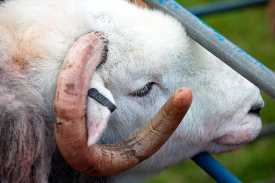 Holme Fell Herdwick Sheep