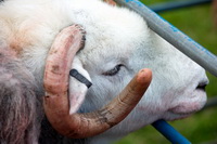 Hard Knott, Mixed-Media Herdwick Art, Wiggonby, Isel, Holmrook, Herdwick Ewe, Herdwick Sketch, Herdwick Sheep Oil Painting, Herdwick Sheep Prints, Herdwick Sketches, Middle Dodd, Nateby, Herdwick, Garsdale, Satterthwaite, Selside Pike, Herdwick Sheep, Helvellyn, Great Carrs, Holme Fell, Red Pike (Buttermere), Corney, Herdwick Sheep Acrylic Painting, Leece, Westward, Yewbarrow, Herdwick Art, Heron Pike, Muncaster Fell, Herdwick Sheep Oil Painting, Herdwick Sheep Sketch, Arnside,  Lake District, Cumbria.