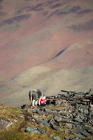 Herdwick Artwork, Cleator, Dent, Calthwaite, Herdwick Sheep Art, Lakeside, Herdwick Sketch, Herdwick Art Studio, Troutbeck Tongue, Herdwick Art, Herdwick, Gavel Fell, Castle Crag, Herdwick Sheep Sketch, Herdwick Sheep Prints, Wythop Mill, Croglin, Pike of Stickle, Grange Fell, Penruddock, Herdwick Sheep Acrylic Painting, Askham, Bampton, Storth, Froswick, Swinside, Herdwick Sheep, Herdwick Sheep Oil Pastels, Port Carlisle, Armboth Fell, Hartsop Dodd, Wetheral, Barrow,  Lake District, Cumbria.