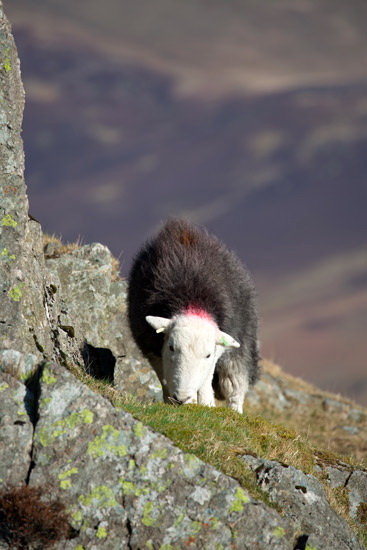 Brough Valley Lakeland Sheep