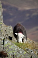 Herdwick Photo