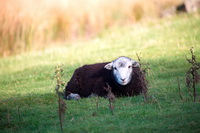 Great Cockup, Raven Crag, Hartley, Herdwick Sheep Art Studio, Ullscarf, Millbeck (Keswick), Gray Crag, Grange-Over-Sands, Mixed-Media Herdy Art, Herdwick, Herdy Ewe, Herdwick Sheep Acrylic Paintings, Herdy Art, Ponsonby, Askham, Thornthwaite, Herdy Sketches, Caldbeck, Blackford, Beda Fell, Hard Knott, Barf, Eamont Bridge, Scotby, Herdy Sheep Artist, Greystoke, Herdwick Sheep Art,  Lake District, Cumbria.