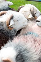 Great Ormside, Whinlatter, Herdies, Thurstonfield, Herdy Ewe, Herdwick Sheep Acrylic Paintings, Thornthwaite Crag, Herdy Wall Art, Outerside, Arnison Crag, Froswick, Old Hutton, Herdy Art, Great Dodd, Herdwick, Tebay, Bewaldeth, Millom, Hallin Fell, Lakeland Herdy Artworks, Finsthwaite, Chapel Stile, Slate Fell, Herdwick Sheep Sketch, Scafell Pike, Ackenthwaite, Gowbarrow Fell, Bouth, Pike of Stickle,  Lake District, Cumbria.