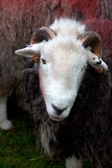 Gilsland Valley Herdwick