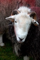 Herdwick Sheep Oil Painting, Holme Fell, Rannerdale Knotts, Harrison Stickle, Eaglesfield, Kentmere, Glaramara, Brough, Herdwick Sheep Oil Pastels, Herdy Sketch, Ennerdale Bridge, Boustead Hill, Herdy Sheep Artist, Threlkeld, High Crag, Herdy Sketches, Herdwick Wall Art, Herdwick Sheep, Dow Crag, Watch Hill, Arnison Crag, Penruddock, Ill Bell, Carl Side, Middleton, Grisedale Pike, Mixed-Media Herdy Art, Ireleth, Barrow,  Lake District, Cumbria.