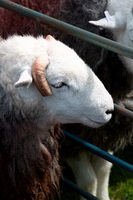 Muncaster Fell, Hartsop above How, Herdies, Great Ormside, Mixed-Media Herdy Art, Herdy Art, Whin Rigg, Haverigg, Temple Sowerby, Skiddaw, Storth, Green Gable, Barrow, Burton-in-Kendal, Brown Pike, Glassonby, Whitfell, Calder Bridge, Great Sca Fell, Herdwick Sheep Art, Herdwick Wall Art, Herdwick Sheep Oil Pastels, Herdwick Artwork, Garsdale, Herdy Sketches, Harrison Stickle, Blea Rigg, Grey Knotts, Barrow-In-Furness,  Lake District, Cumbria.