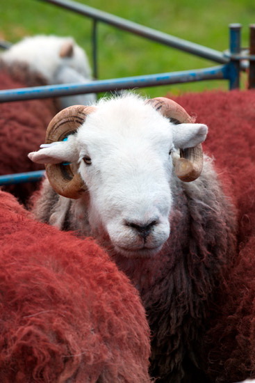 Langwathby Field Lakeland Sheep