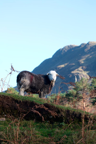 Sallows Valley Herdwick Sheep - Lakeland Photos - Art Prints Sallows Valley Herdwick Sheep