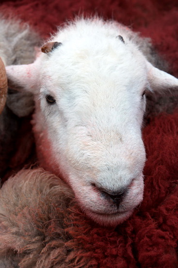 Bowfell Field Lakeland Sheep - Lakeland Photos - Art Prints Bowfell Field Lakeland Sheep