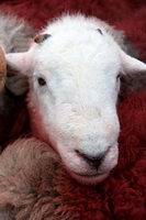 Nab Scar, Colthouse, Hen Comb, Lakeland Herdy Artworks, Blea Rigg, Harter Fell, Eskdale, Herdwick Sheep, Herdwick Sheep Sketch, Herdy Sketch, Herdy Sketches, Herdy Art, Coniston Old Man, Torpenhow, Hard Knott, Kidsty Pike, Herdy Sheep Artist, Boot, Tirril, Glaramara, Herdwick Wall Art, Herdwick Sheep Oil Painting, Brown Pike, Birker Fell, Herdwick, Herdwick Sheep Prints, Loweswater, Briery, Herdwick Sheep Acrylic Paintings, Plumbland,  Lake District, Cumbria.