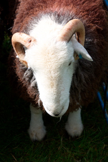 Green Gable Field Herdwick Sheep