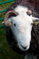 Lakeland Sheep, Herdwick Sheep Art, Herdy Art, Brock Crags, Blackford, Casterton, Milburn, Herdwick Artwork, Herdwick Sheep Oil Painting, Lakeland Herdy Artworks, Graystones, Bakestall, Herdy, Barrow-In-Furness, Herdwick Sheep Art Studio, Castle Crag, Lindal in Furness, Herdies, Herdwick Drawings, Herdy Wall Art, Drigg, Kirkby Lonsdale, Fellbarrow, Gibson Knott, Braithwaite, Hart Side, Dalston, Ackenthwaite, Newbiggin (Brampton), Great Carrs, Morland,  Lake District, Cumbria.