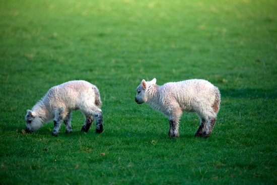 Catbells Farm Herdwick - Lakeland Photos - Art Prints Catbells Farm Herdwick