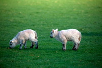 Grasmoor, Herdy Sheep Artist, Herdy Art, Thunacar Knott, Herdwick Sheep Sketch, Herdwick Sheep Oil Painting, Sandside, Newbiggin (Brampton), Gamblesby, Ullock Pike, Herdwick Sheep Oil Pastels, Herdy Wall Art, Bannerdale Crags, Whiteside, Newton Arlosh, Herdwick Sheep Art, Herdwick Sheep Acrylic Paintings, Camerton, Illgill Head, Dovenby, Causey Pike, Herdwick Sheep Oil Painting, Herdy Sketch, Wether Hill, Castle Crag, Herdwick, Little Strickland, Allen Crags, Troutbeck (Windermere),  Lake District, Cumbria.