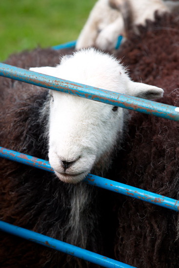 Burgh by Sands Lake district Sheep