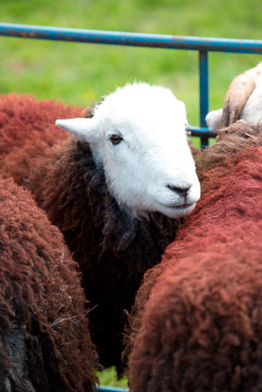 Hensingham Herdwick Sheep - Lakeland Photos - Art Prints Hensingham Herdwick Sheep