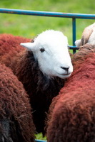 Mixed-Media Herdy Art, Wetherlam, Swarthmoor, Scar Crags, Dodd, Kirkby Lonsdale, Lank Rigg, Soulby (Penrith), Black Fell, Cumwhinton, Bothel, Watch Hill, Crag Fell, Ill Bell, Piel Island, Herdwick Sheep Oil Painting, Herdwick, Scaleby, Great Rigg, Herdwick Sheep Prints, Sheffield Pike, Herdwick Sheep, Lindal in Furness, Herdwick Sheep Oil Pastels, Burgh by Sands, Herdwick Sheep Art Studio, Lakeland Sheep, Meal Fell, Barton, Brim Fell,  Lake District, Cumbria.