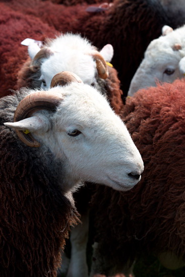 Great Crag Valley Lakeland Sheep