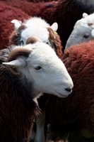 Herdies, Herdwick Sheep Oil Pastels, Irthington, Great Crosthwaite, Herdwick, Dearham, Dollywaggon Pike, Colton, Red Pike (Buttermere), Brock Crags, Mixed-Media Herdy Art, Bolton, Lamplugh, Herdy Sketch, Great Sca Fell, Herdwick Wall Art, Steeple, Raise, Lakeland Sheep, Helvellyn, Steel Fell, Herdwick Sheep, Harrison Stickle, Herdwick Artwork, Tebay, Herdy Art, Monkhill, Dalton-in-Furness, Herdy, Routenbeck,  Lake District, Cumbria.