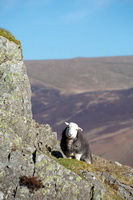 Melmerby, Herdwick Sheep Prints, Crosthwaite, Brampton (Carlisle), Hart Crag, Great Carrs, Kirkland (Penrith), Wetherlam, Herdwick Sheep Oil Pastels, Herdy Sheep Artist, Cleator, Herdwick Sheep Art, Green Gable, Mixed-Media Herdy Art, Herdy Art, Lakeland Sheep, Swinside, Gilcrux, Gibson Knott, Brown Pike, Hincaster, Raven Crag, Herdwick Artwork, Scoat Fell, Herdy Wall Art, Eamont Bridge,  Lake District, Cumbria.