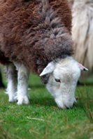 Thornthwaite Crag, Castle Crag, Robinson, Herdwick Sheep Art, Herdwick Sheep Acrylic Paintings, Briery, Hutton Roof (Kirkby Lonsdale), Herdies, Herdwick Sheep Sketch, Herdwick Sheep Prints, Base Brown, Pennington, Sale Fell, Torver, Maulds Meaburn, Bowness-on-Windermere, Harrington, Rosthwaite Fell, Herdwick Sheep Oil Painting, New Hutton, Herdy Sheep Artist, High Hartsop Dodd, Finsthwaite, Herdy Wall Art, Slight Side, Bromfield,  Lake District, Cumbria.